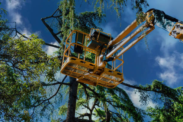 How Our Tree Care Process Works  in Ewa Gentry, HI